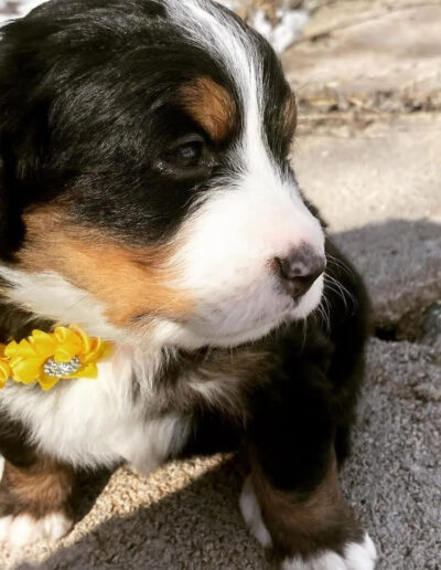 Bernese Mountain Dog Puppy