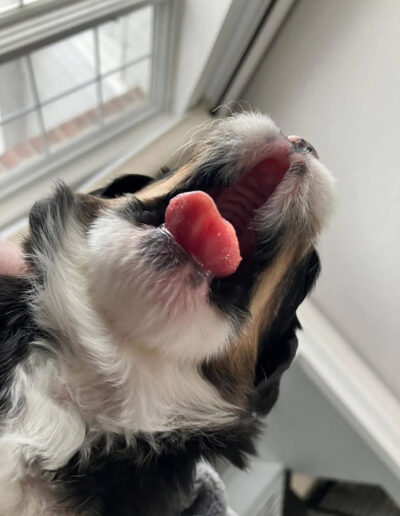 Bernese Mountain Dog Puppy Yawning