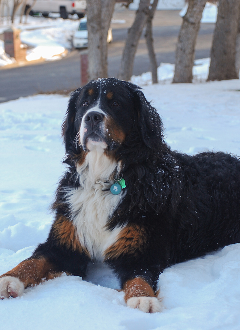 portrait of Juniper a Bernese Mountain Dog