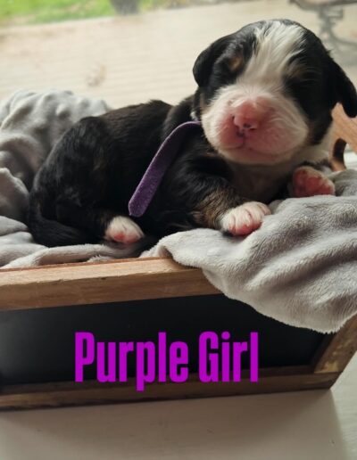 Bernese Mountain Dog puppy for sale in Layton, Utah - May 2026