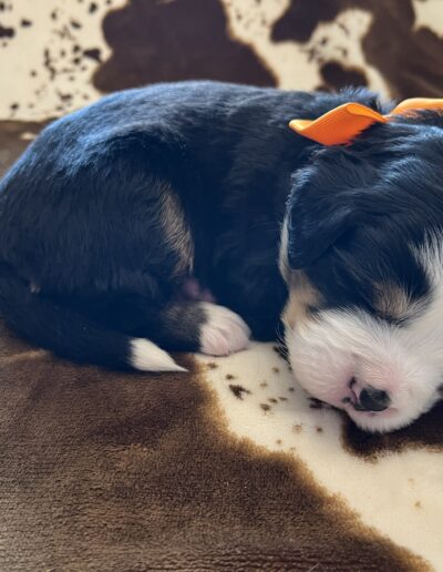 Bernese Mountain Dog puppy for sale in Layton, Utah - May 2026