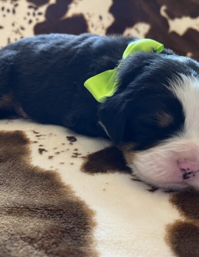Bernese Mountain Dog puppy for sale in Layton, Utah - May 2026