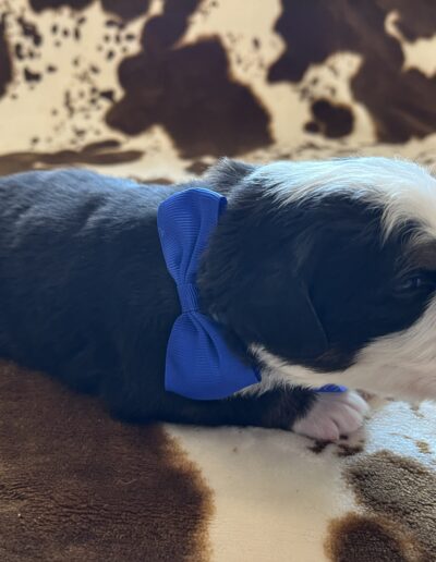 Bernese Mountain Dog puppy for sale in Layton, Utah - May 2026