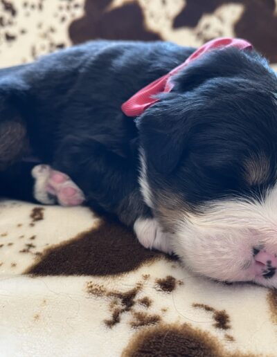 Bernese Mountain Dog puppy for sale in Layton, Utah - May 2026