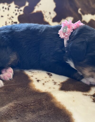 Bernese Mountain Dog puppy for sale in Layton, Utah - May 2026