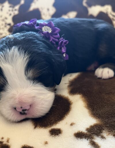 Bernese Mountain Dog puppy for sale in Layton, Utah - May 2026