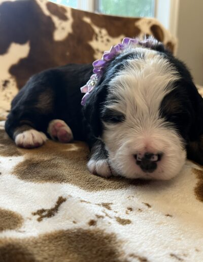Bernese Mountain Dog puppy for sale in Layton, Utah - May 2026