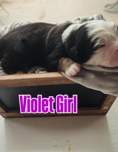 Bernese Mountain Dog puppy for sale in Layton, Utah - May 2026
