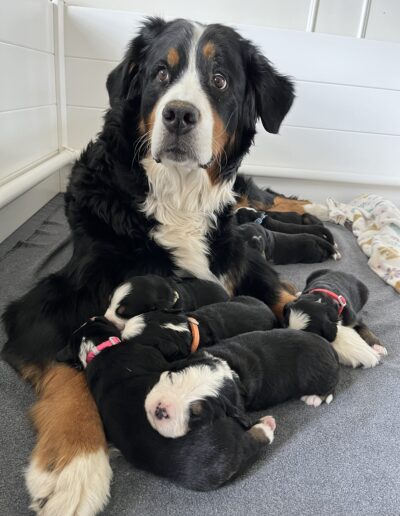 Bernese Mountain Dog puppy for sale in Layton, Utah - May 2026