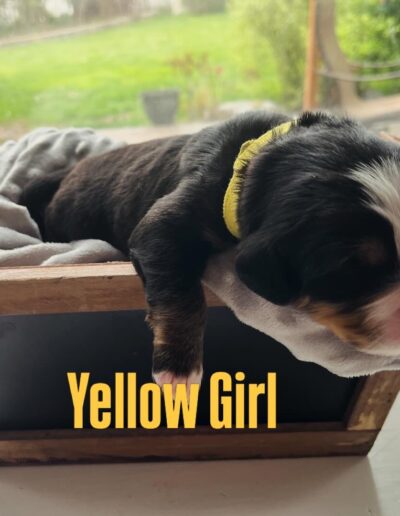 Bernese Mountain Dog puppy for sale in Layton, Utah - May 2026