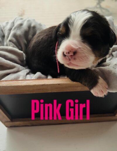 Bernese Mountain Dog puppy for sale in Layton, Utah - May 2026