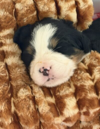 Bernese Mountain Dog puppy for sale in Layton, Utah - May 2026