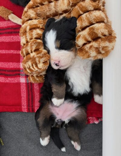 Bernese Mountain Dog puppy for sale in Layton, Utah - May 2026