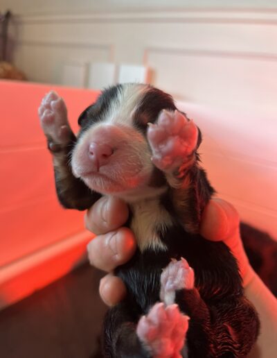 Bernese Mountain Dog puppy for sale in Layton, Utah - May 2026