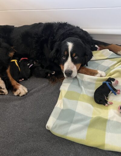 Bernese Mountain Dog puppy for sale in Layton, Utah - May 2026