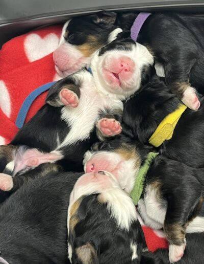 Bernese Mountain Dog puppy for sale in Layton, Utah - May 2026